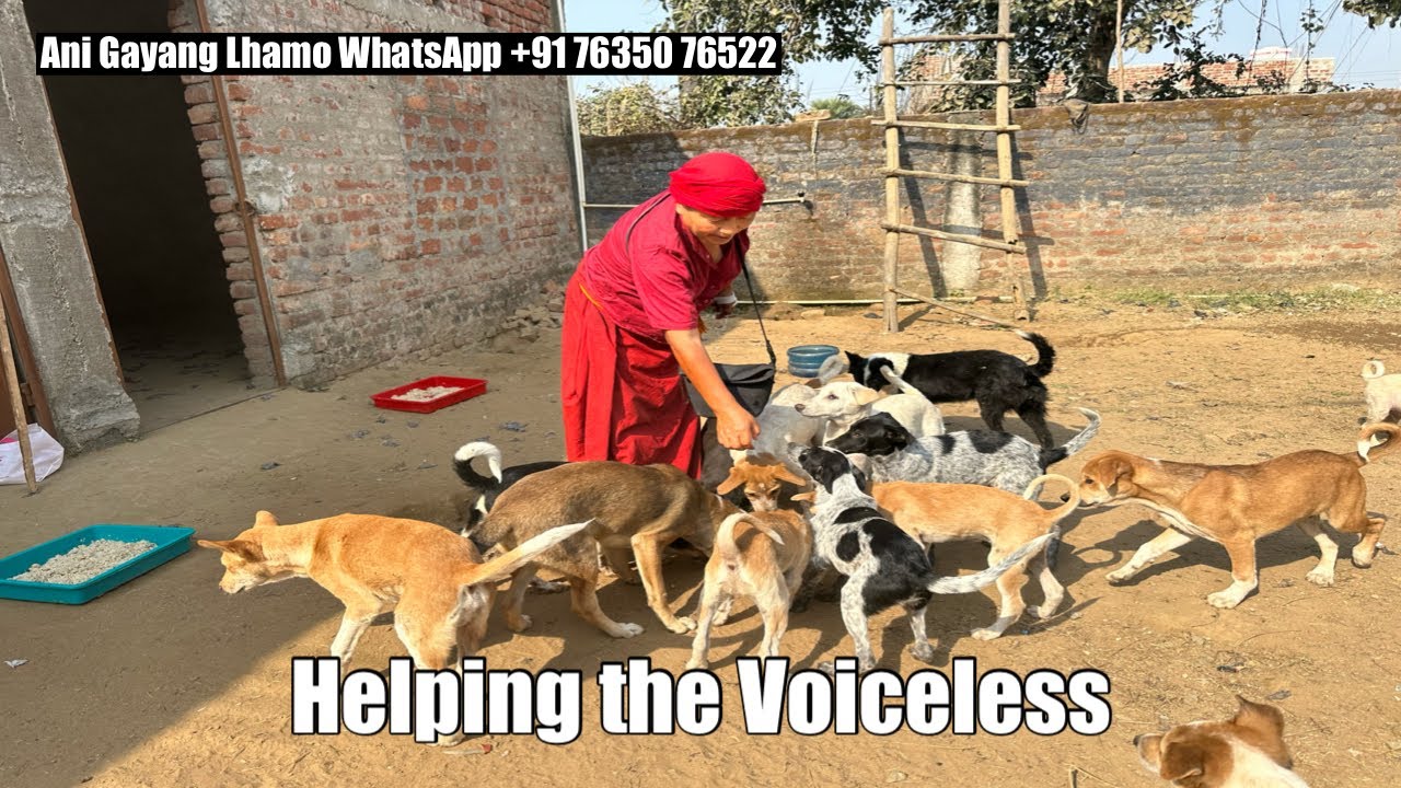 Ani la’s Love for Street Dogs Will Touch Your Heart ❤️ || Bodh gaya || Tibetan YouTuber || 