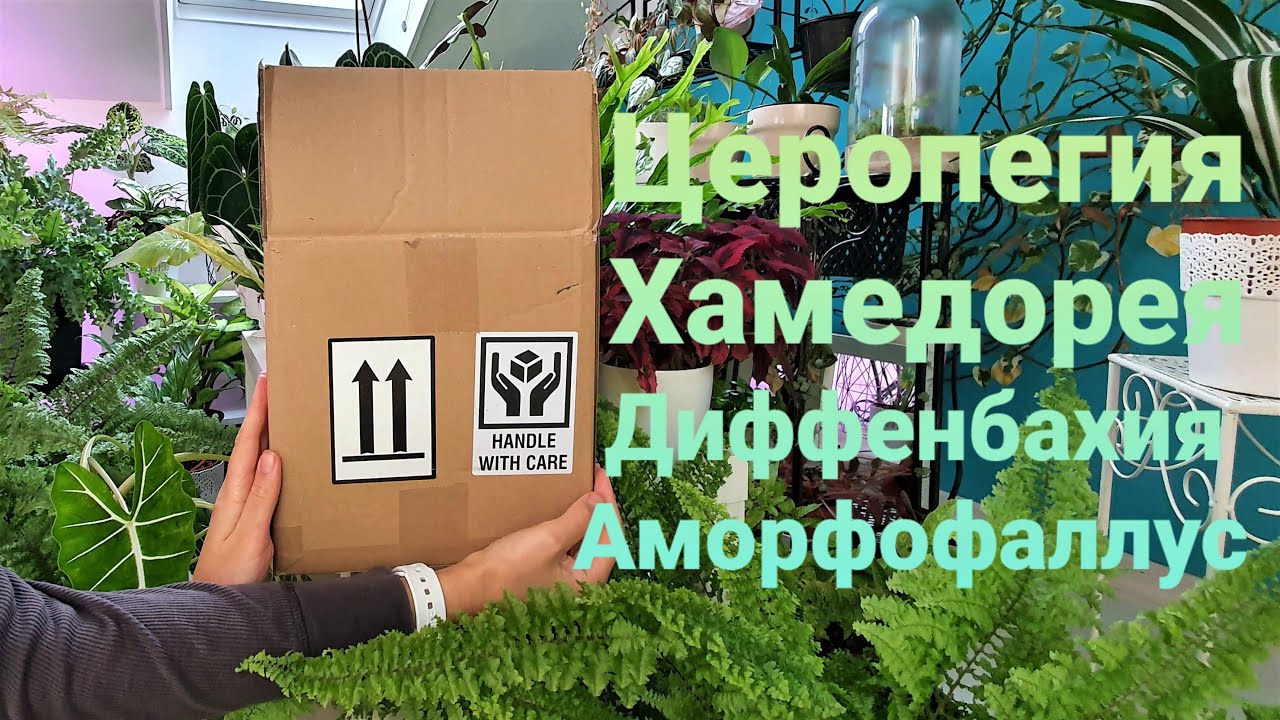 📦Распаковка посылки - 4 Комнатных растения и уход после покупки.