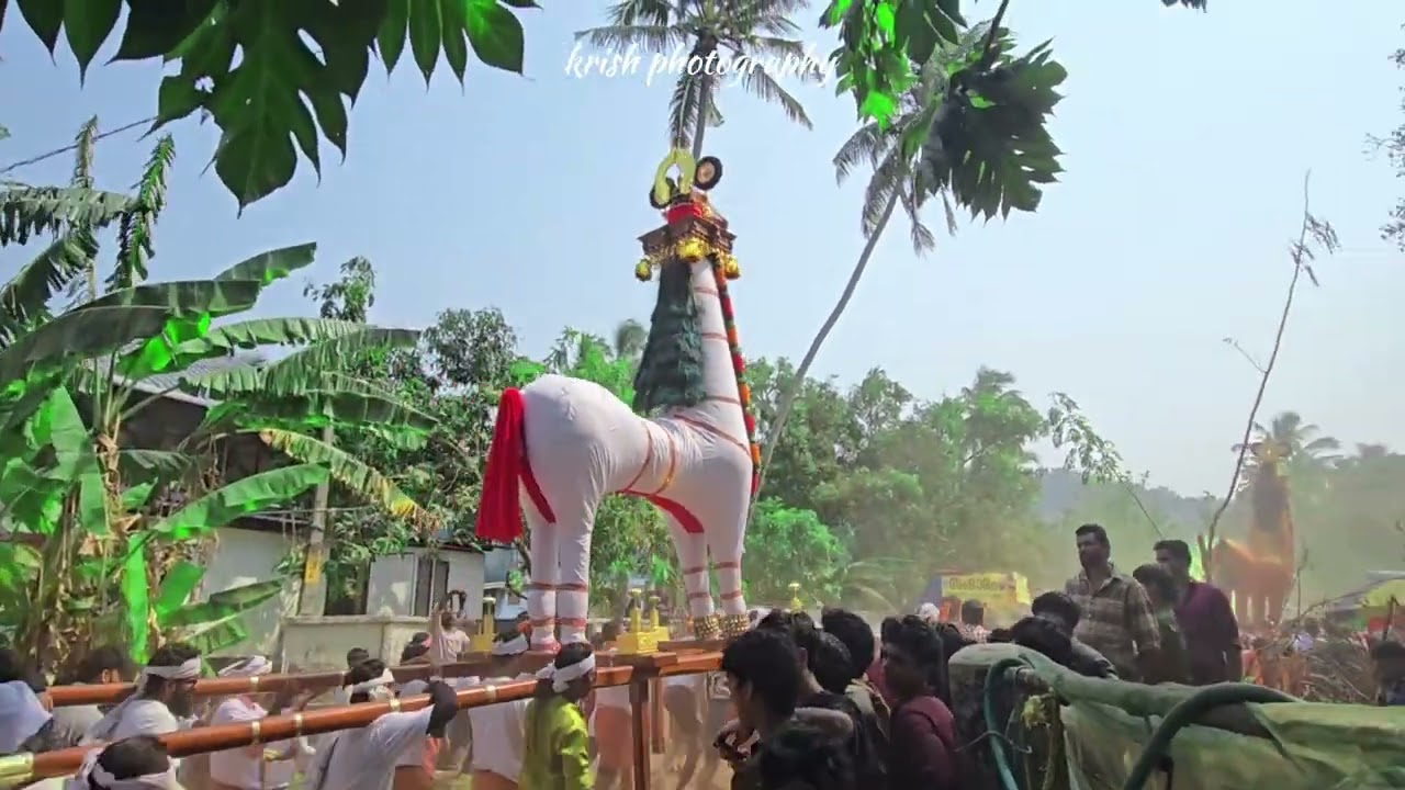 മച്ചാട് മാമാങ്കം കുതിര വരവ് #festival #mamangam #thrissur 