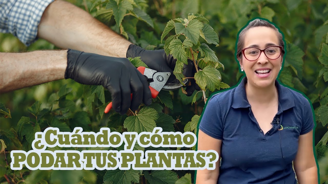 ¿Cuándo y cómo podar mis PLANTAS Y ÁRBOLES?🍂