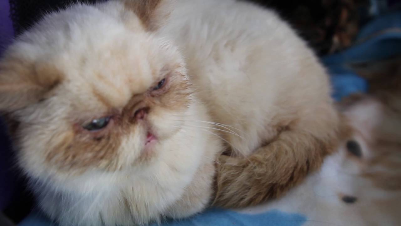 Nos informamos sobre la raza de gatos 