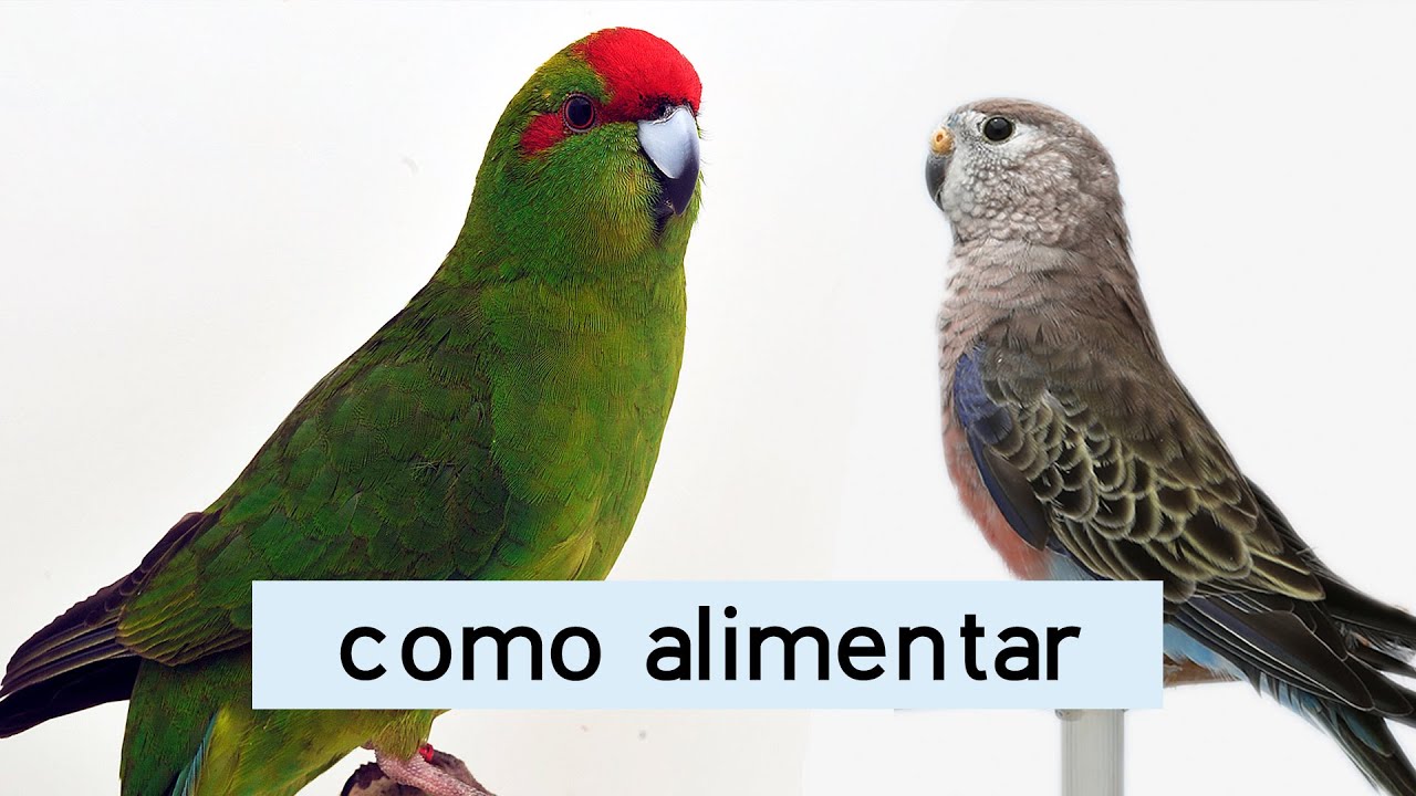 Parrots and parakeets - Feeding, tips by Andrey Naves, Tony Silva, Marcos Zuim and Manuel Lopes