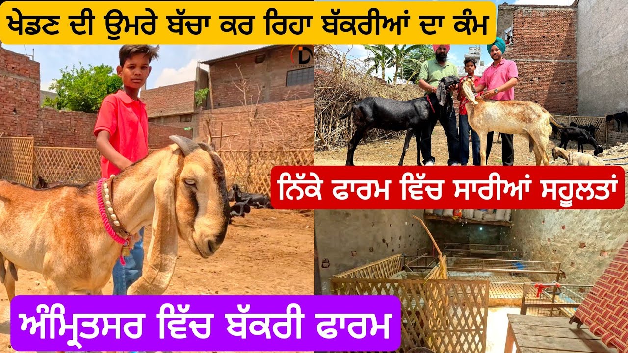 ਬੱਚਾ ਨਿੱਕੀ ਉਮਰੇ ਕਰ ਰਿਹਾ ਬੱਕਰੀਆਂ ਦਾ ਕੰਮ | goat farm amritsar | goats | goat #goat  #goats