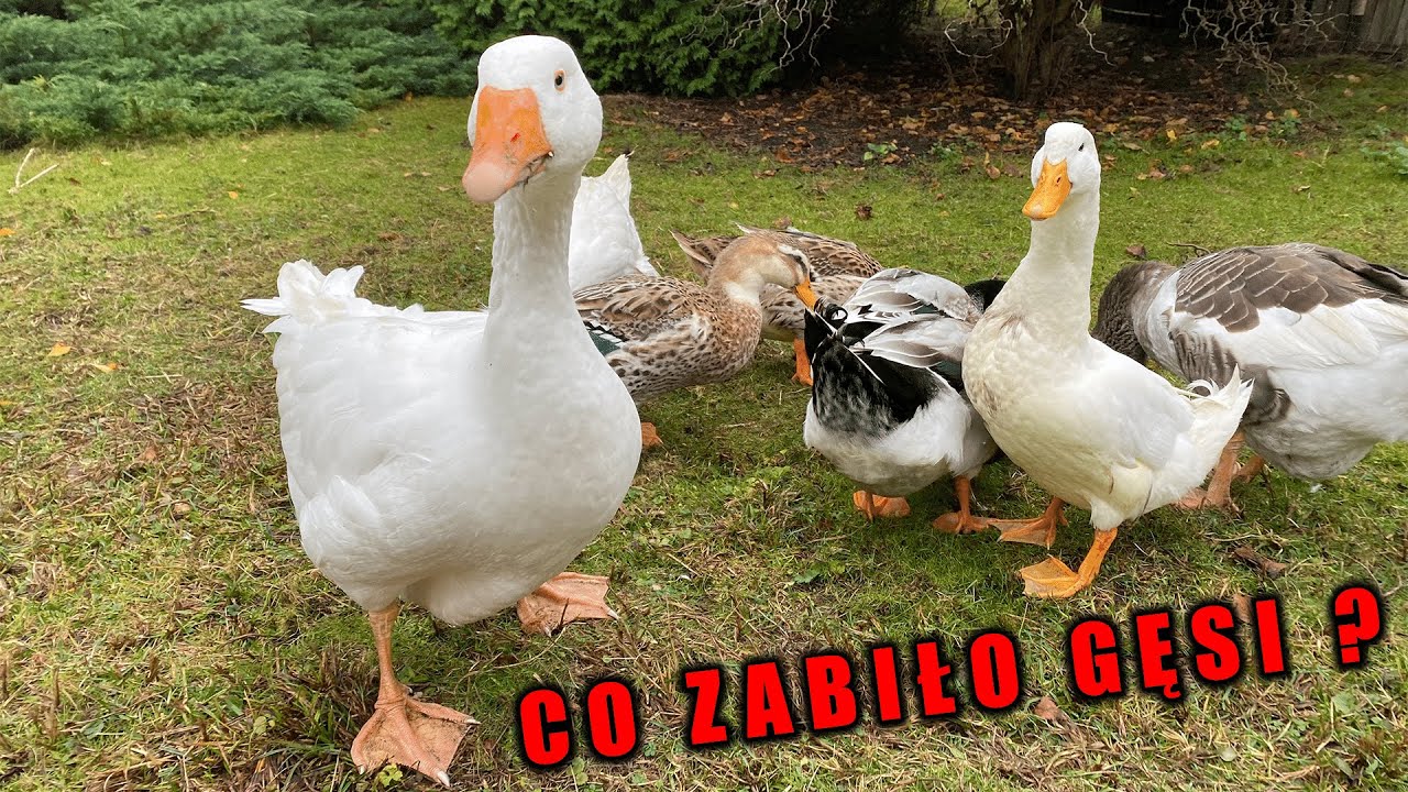CO ZABIŁO MI 2 GĘSI W HODOWLI ?