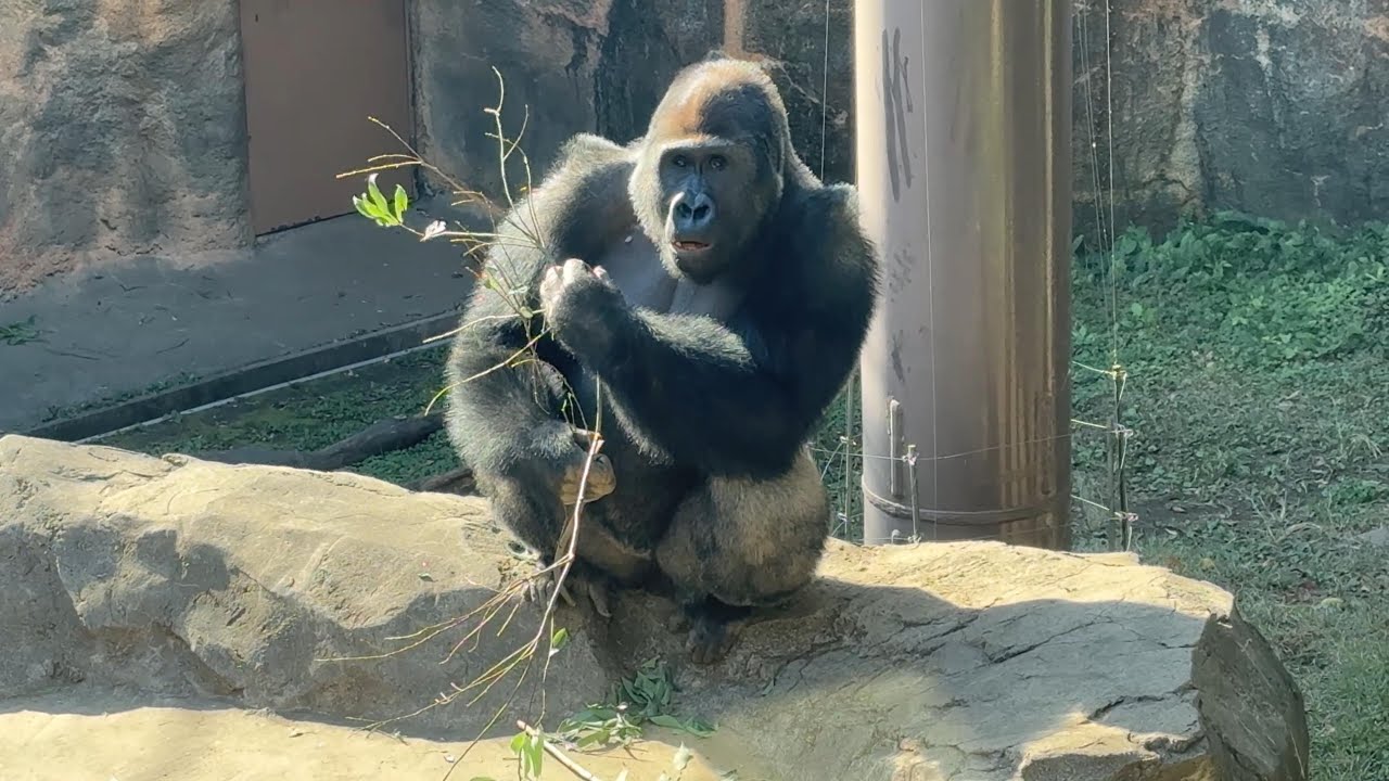 gorilla 日向ぼっこしながらごはん食べるゲンタロウ【2025年‎12月13日】【上野動物園】ゴリラ💗