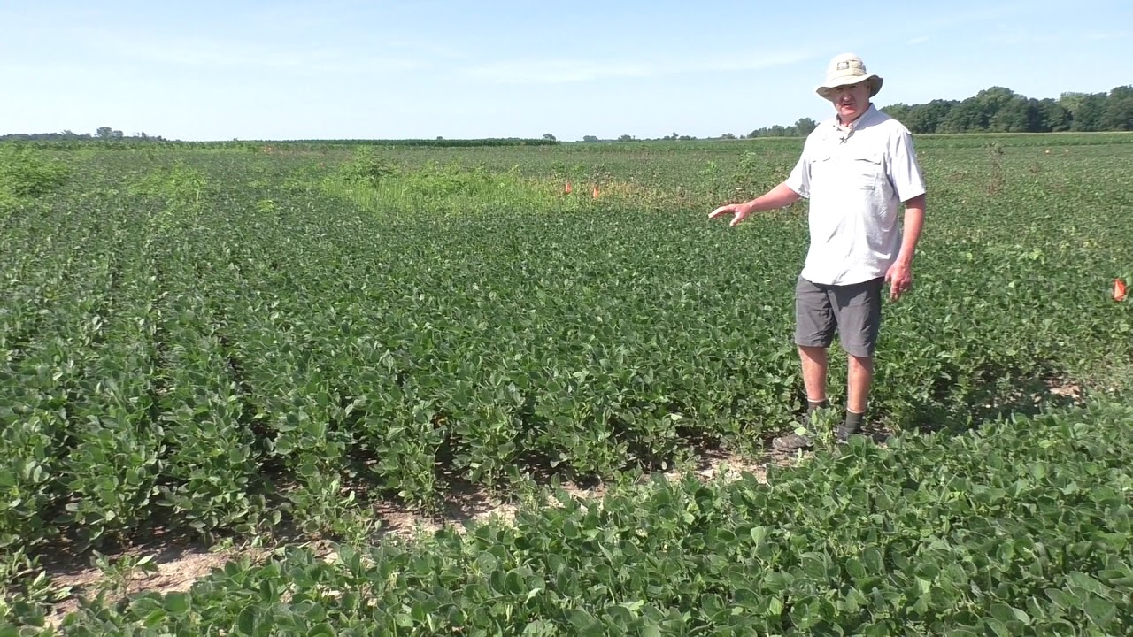 Studying Interactions Between Glyphosate and Glufosinate - Field Dose Responce part 2