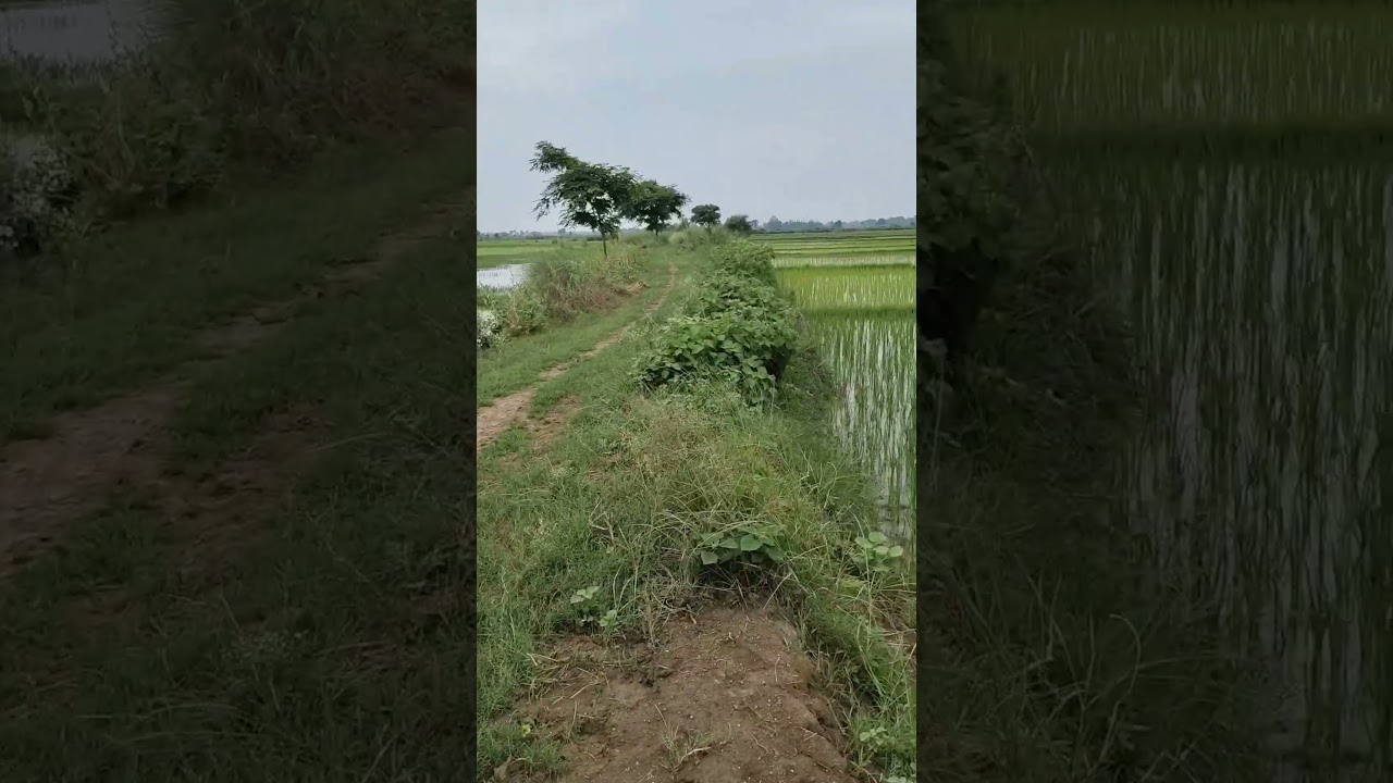 #nitishsarkar