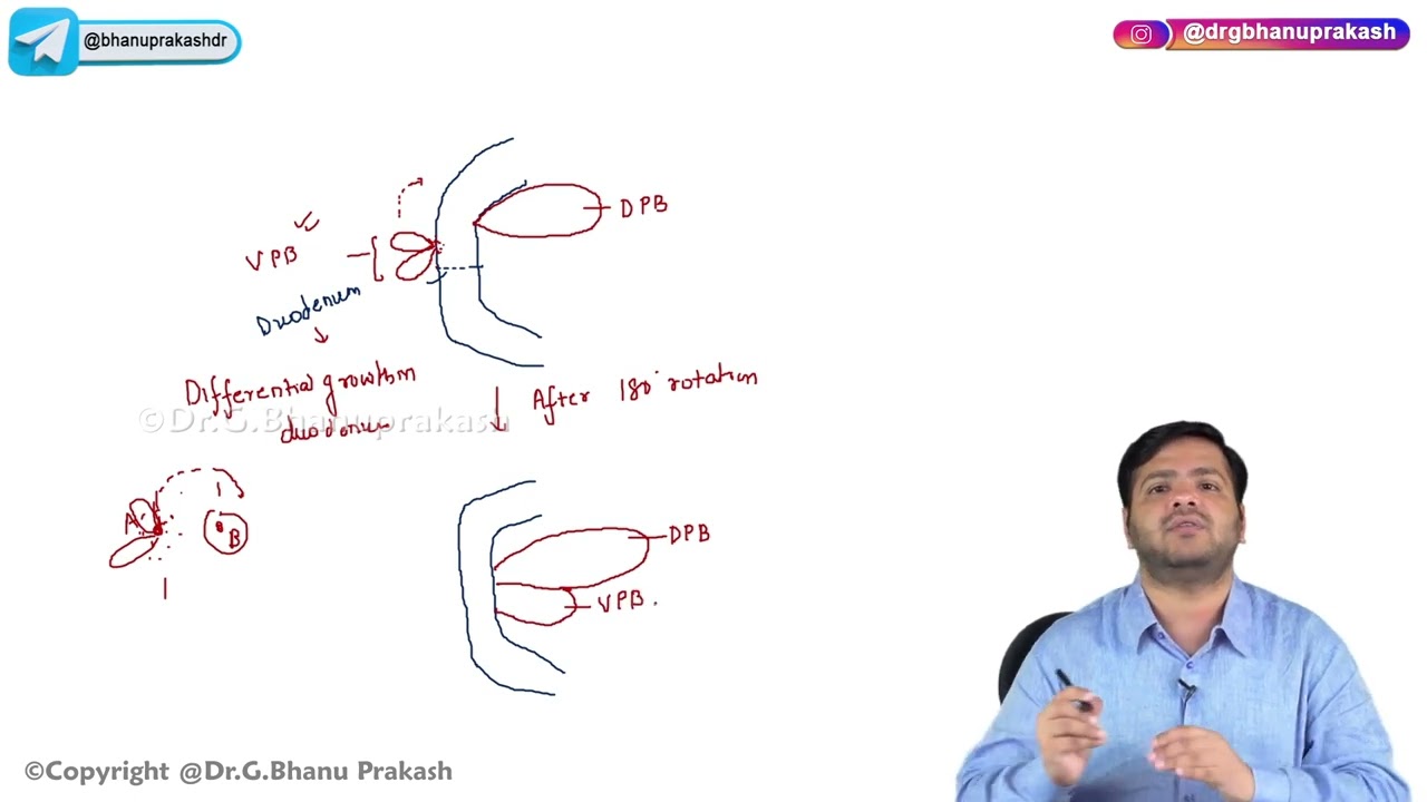 18. Development Of Pancreas : Embryology