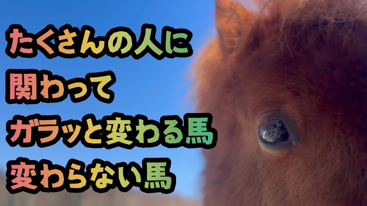 【馬】【犬】たくさんの人に関わってガラッと変わる馬変わらない馬