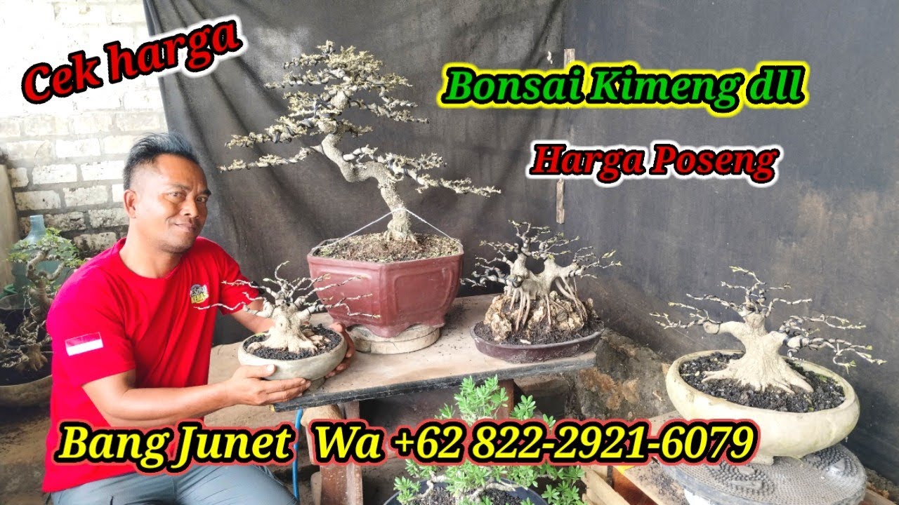 Cek harga bonsai kimeng dll, Obrall Poseng Bang Junet WA +62 822-2921-6079