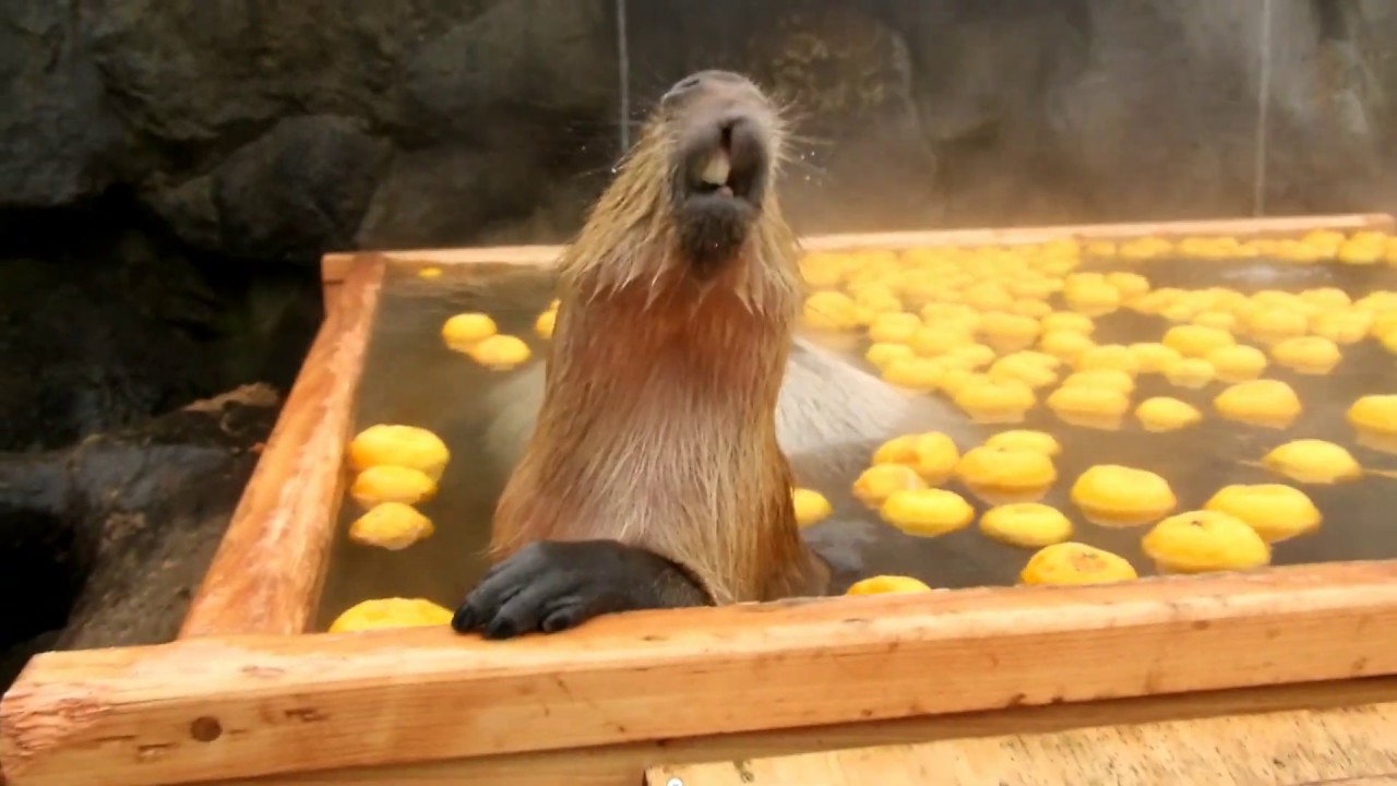 コブ君のカピバラのゆず湯2019（那須どうぶつ王国）