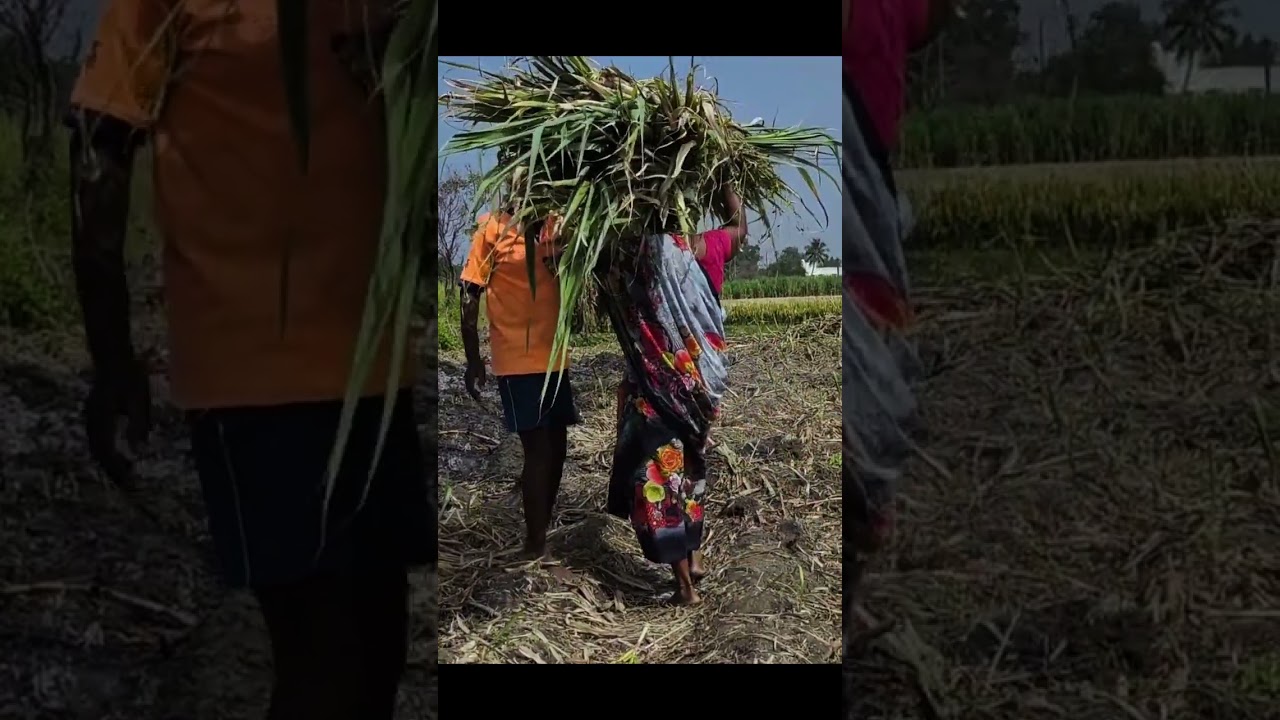 Women working in Field in India / Pakistan | Pure Village Life | Live With Nature |