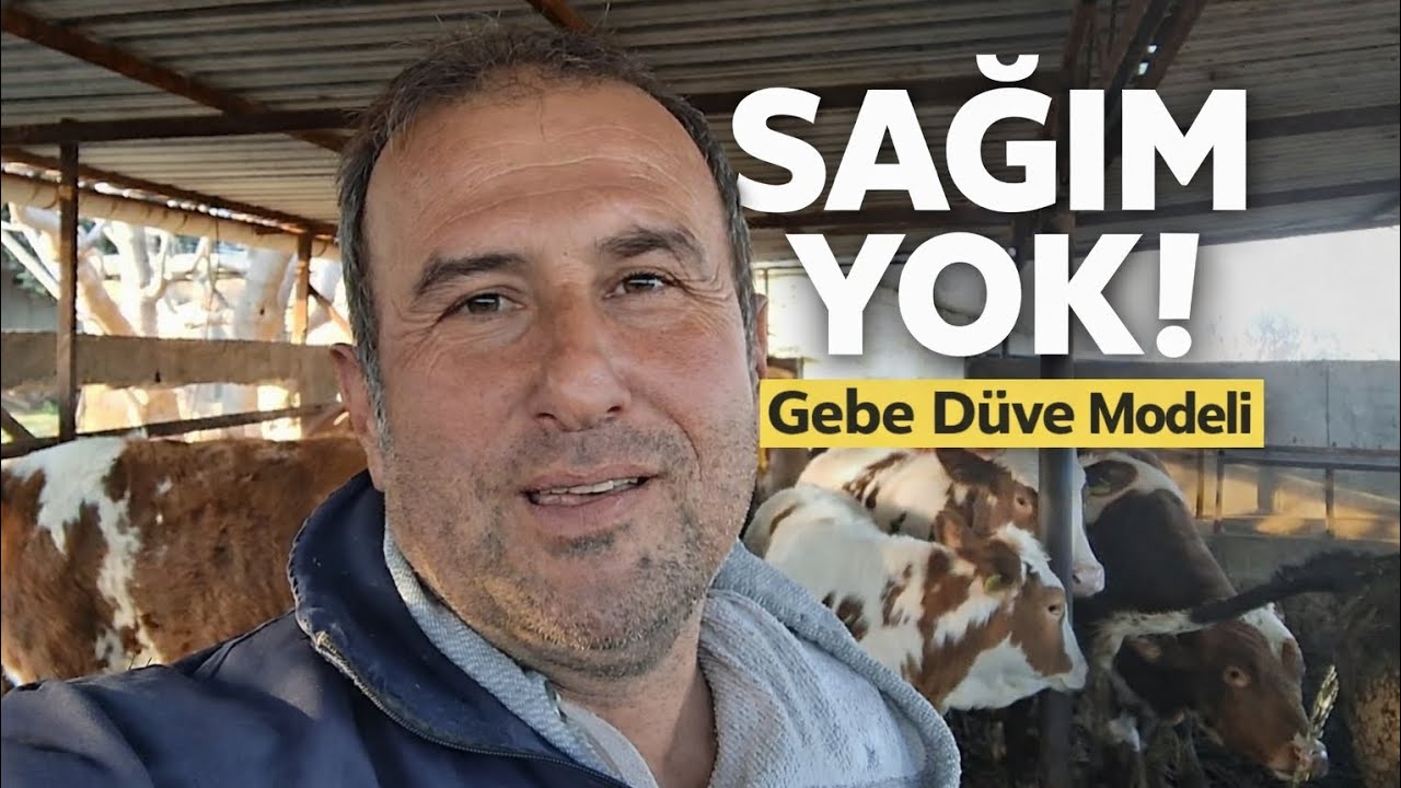Yeni Başlayan İçin Tosun mu, Gebe Düve mi? (Sağım Yok)