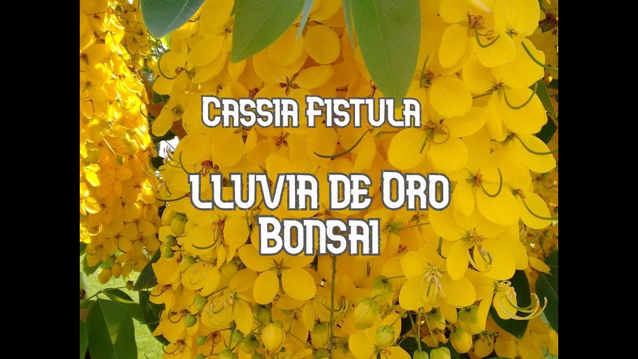 TRABAJOS CON LLUVIA DE ORO BONSAI  (CASSIA FISTULA)