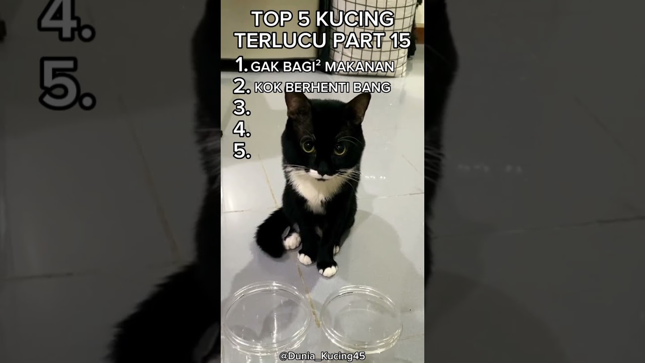 TOP 5 KUCING TERLUCU PART 15 #shortvideo #kucing #catvideos #subscribe