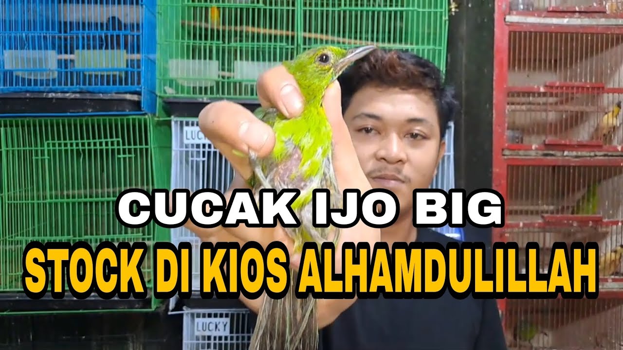 REVIEW BURUNG MURAH DI KIOS ALHAMDULILLAH, PASTIKAN DAPAT BURUNG GRATIS DI LIVE STREAMING