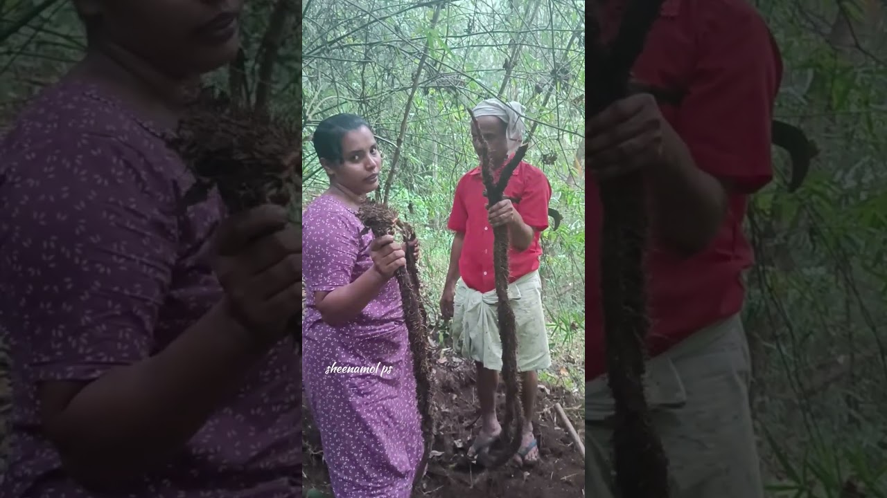 ഈ കിഴങ്ങ് നിങ്ങൾ കഴിച്ചിട്ടുണ്ടോ🥰 നര