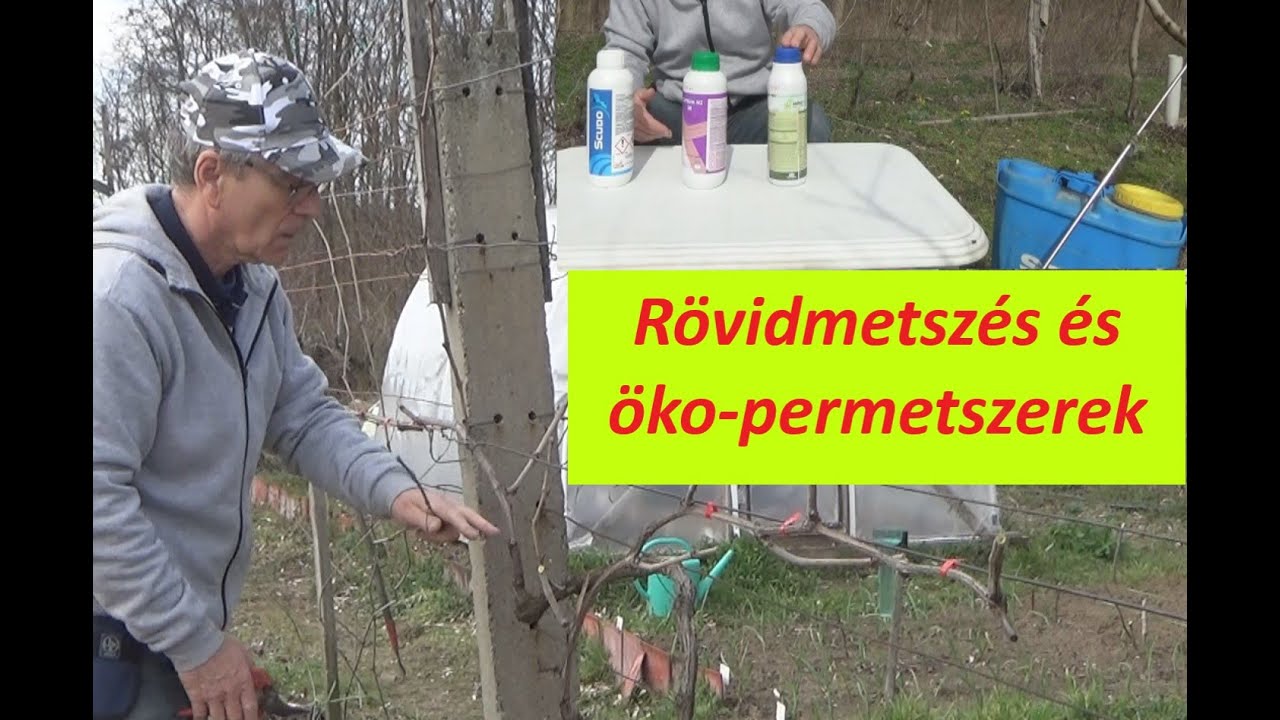 A szőlő rövidcsapos metszése - lemosó permetezés ökológiai szerekkel