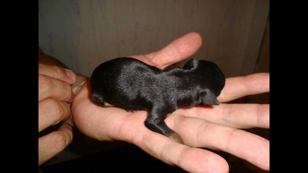 Pinscher Miniatura - Filhotes