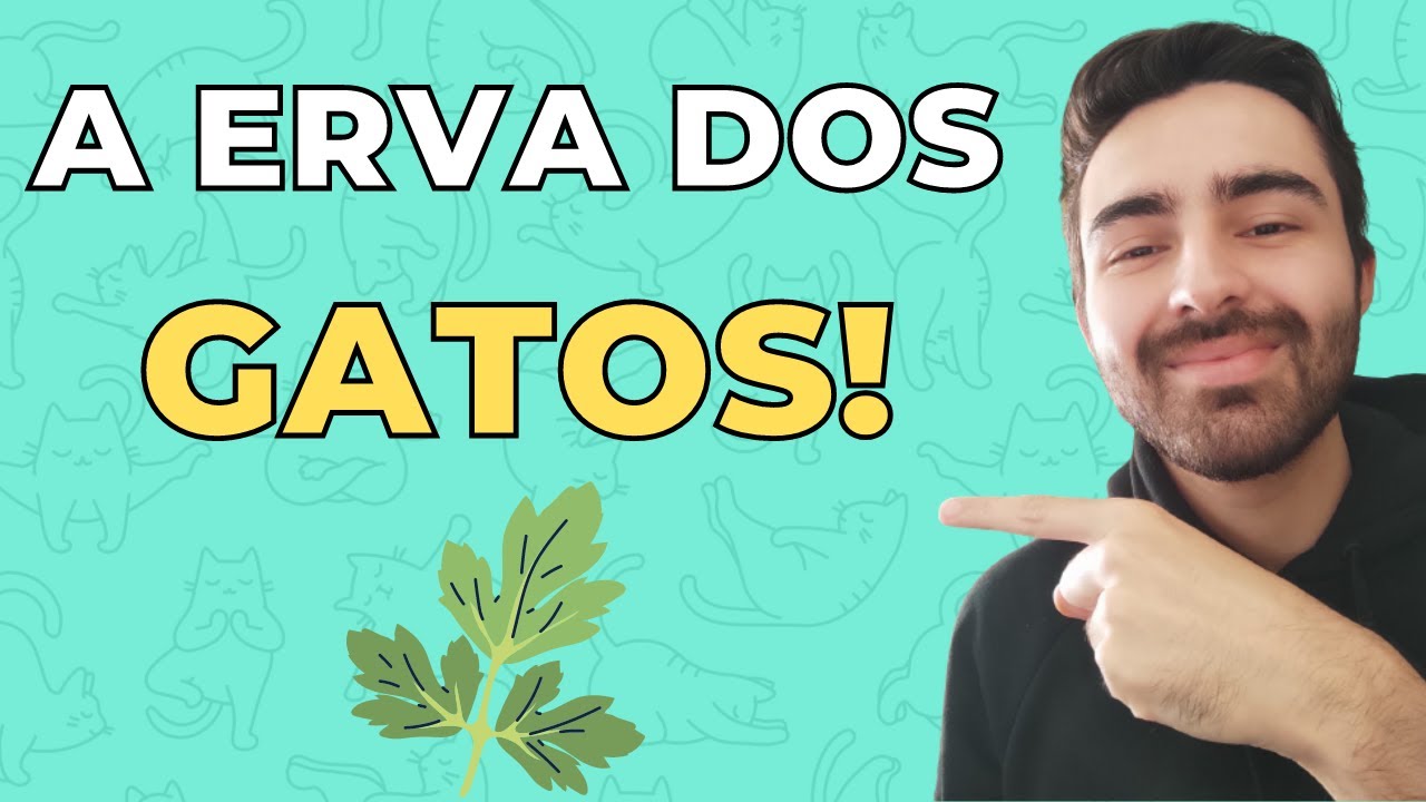 TUDO QUE VOCÊ PRECISA SABER SOBRE A CATNIP! (A ERVA DOS GATOS)