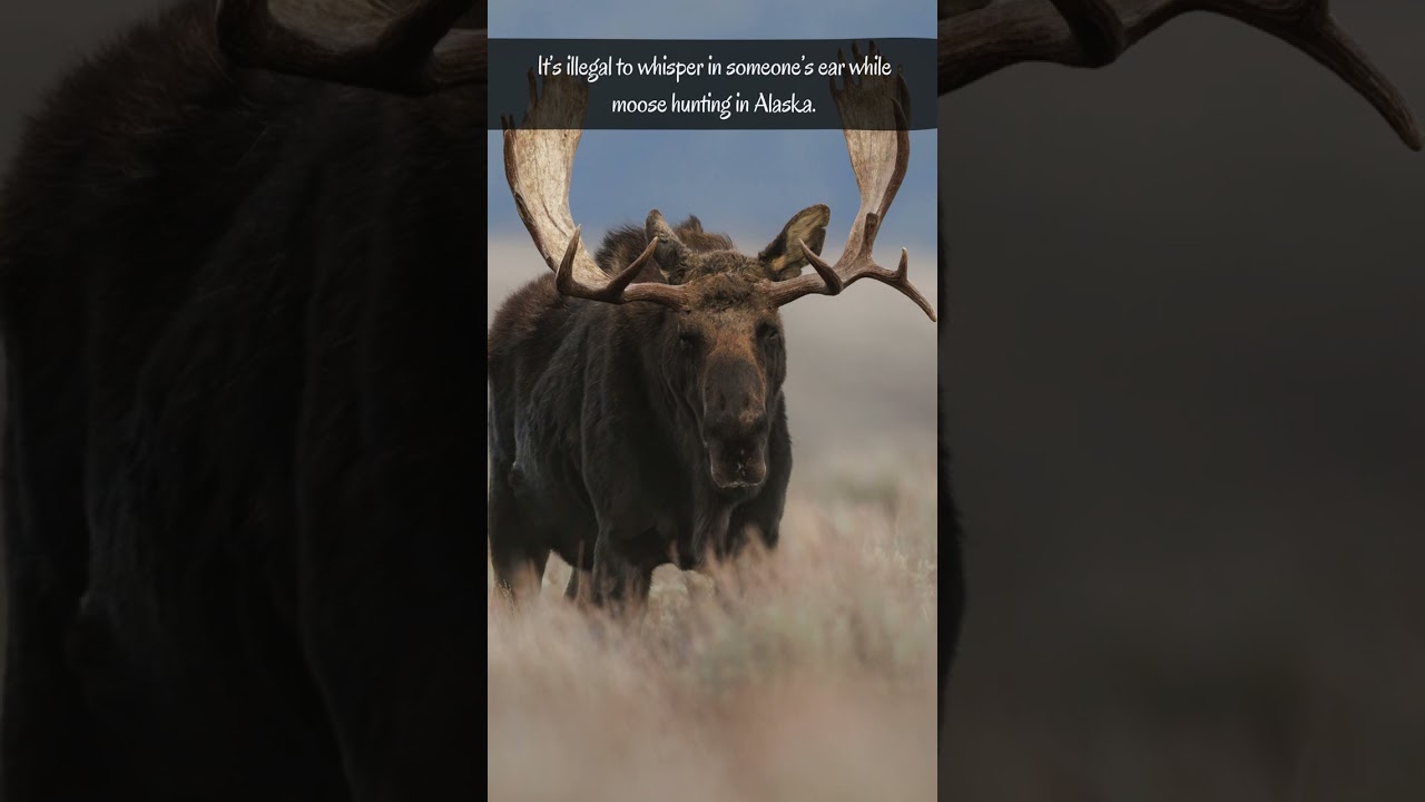 Strange and Surprising Animal Abilities Explained! #facts #animalcuriosities #animalfacts  #animals