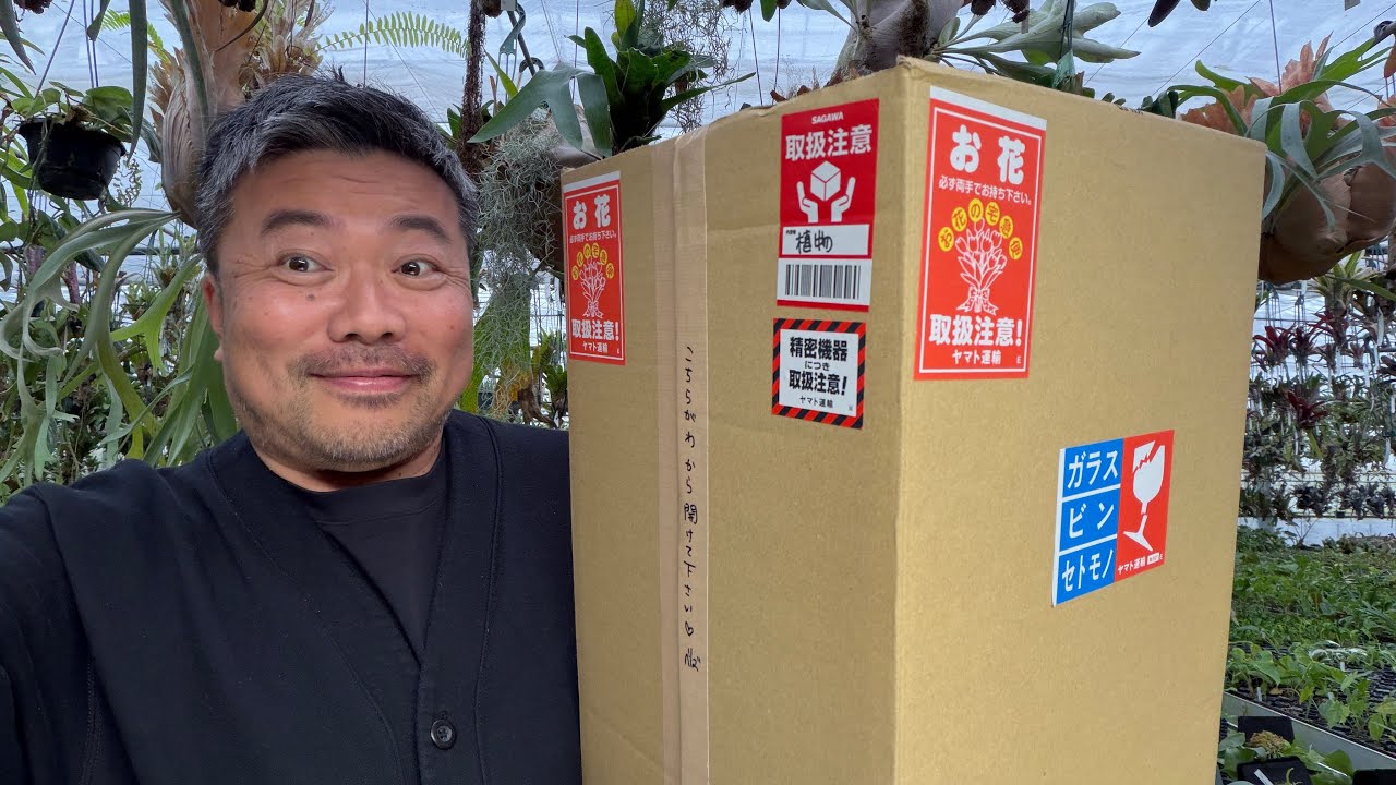 【購入品】めちゃくちゃ欲しかった植物がやってきたので紹介‼️