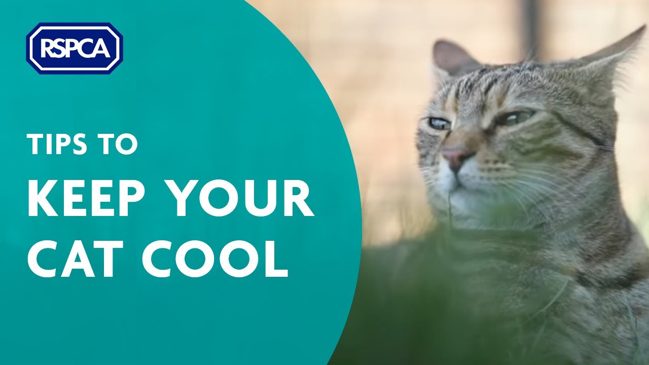 Tips to Keep Your Cats Cool in the Heat!