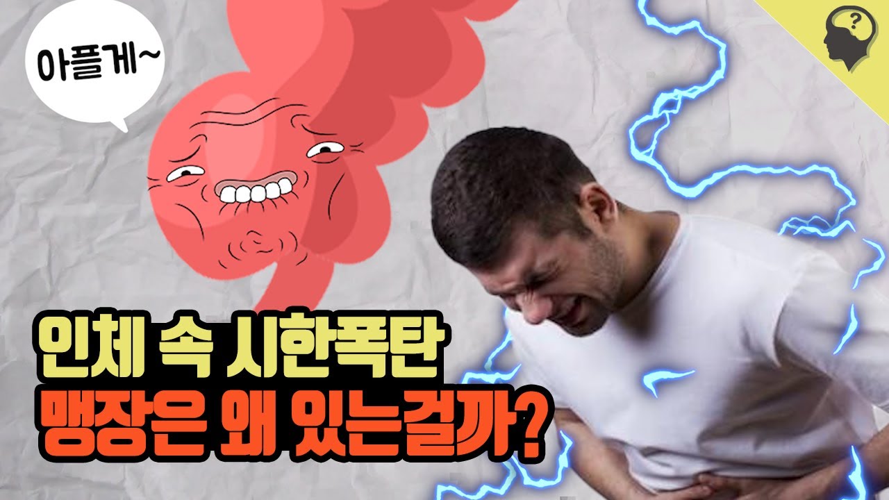 알고보면 소중한 신체 기관 '맹장'과 '충수돌기' 이야기
