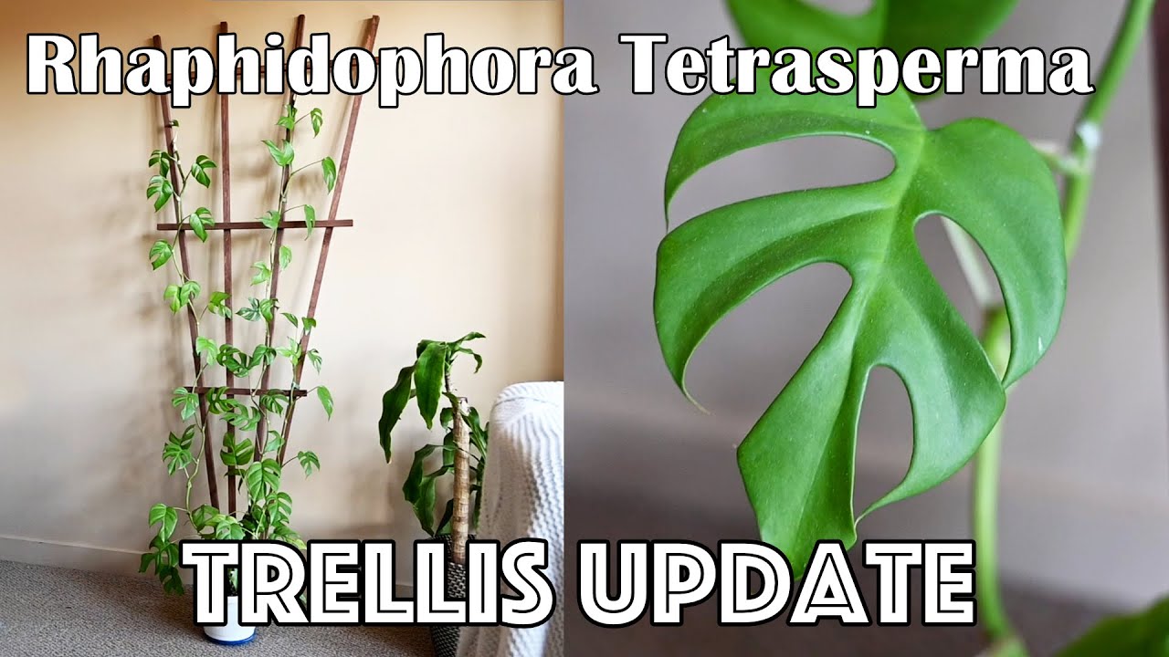 Rhaphidophora Tetrasperma Trellis Project UPDATE - Mini Monstera Plant