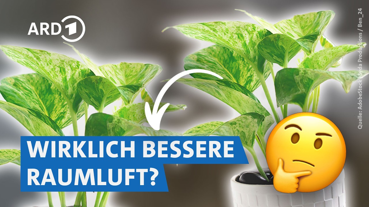 Raumluft mit Pflanzen reinigen: Klappt das wirklich? | Servicezeit WDR