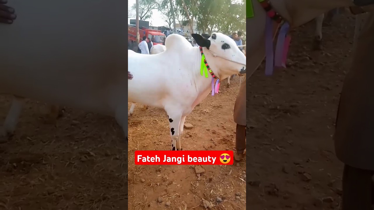 Fateh jangi beauty 😍/fateh jangi bull short 2024#cow #cattlemarket #fatehjangbulls #shorts #short