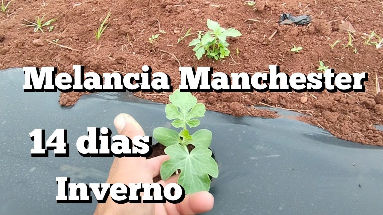 Melancia com 14 dias na época do inverno