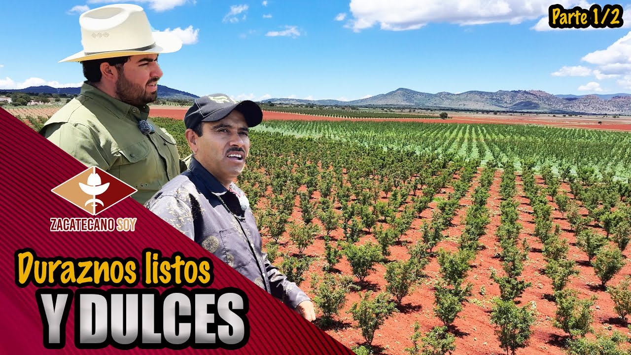 EN EL RANCHO DEL ZACATECANO crecen de estos árboles