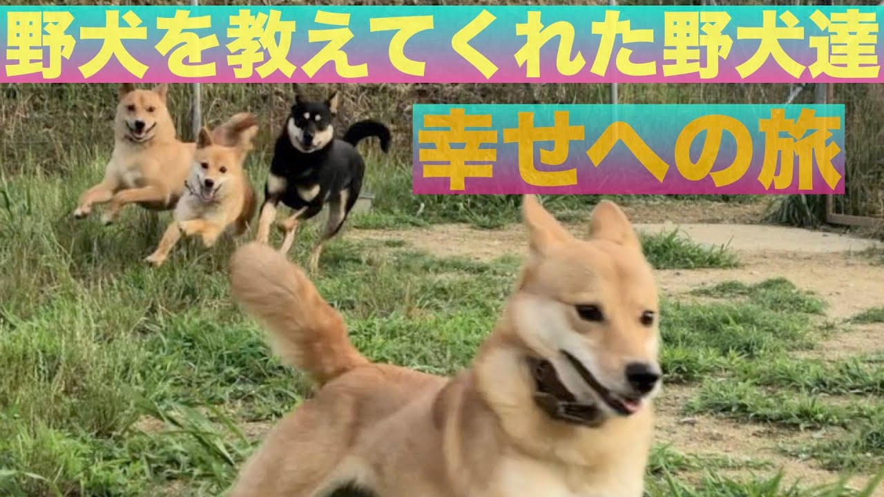 【野犬との出会いはこの子達】①幸せになるための別れ前日（3/23撮影動画)
