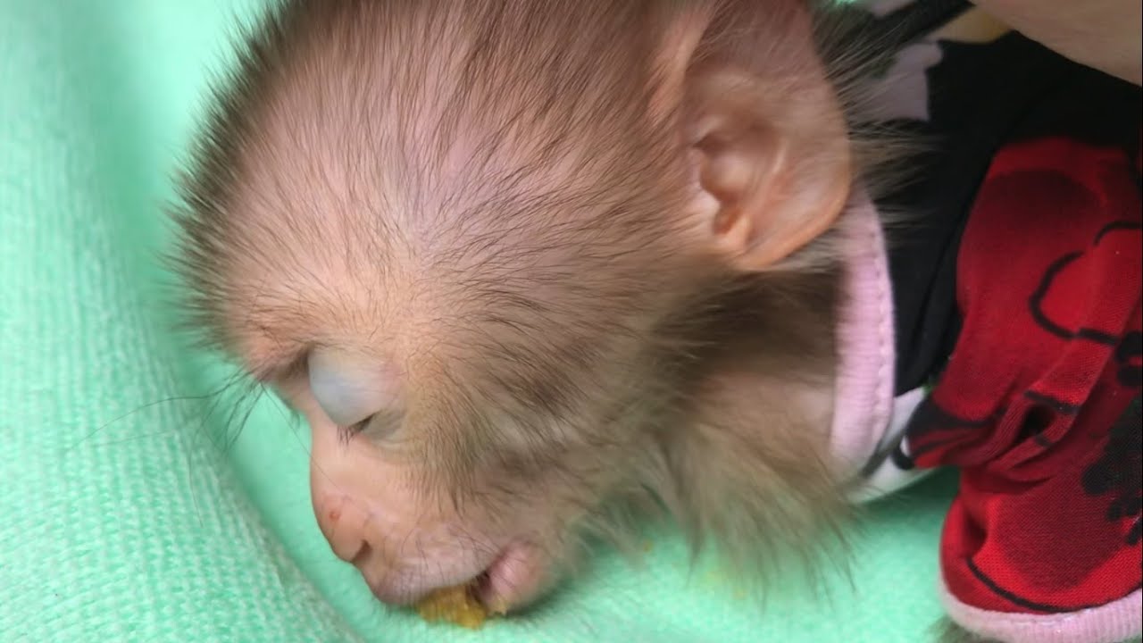 Super cute sleeping baby monkey | MAOCAU FAMILY