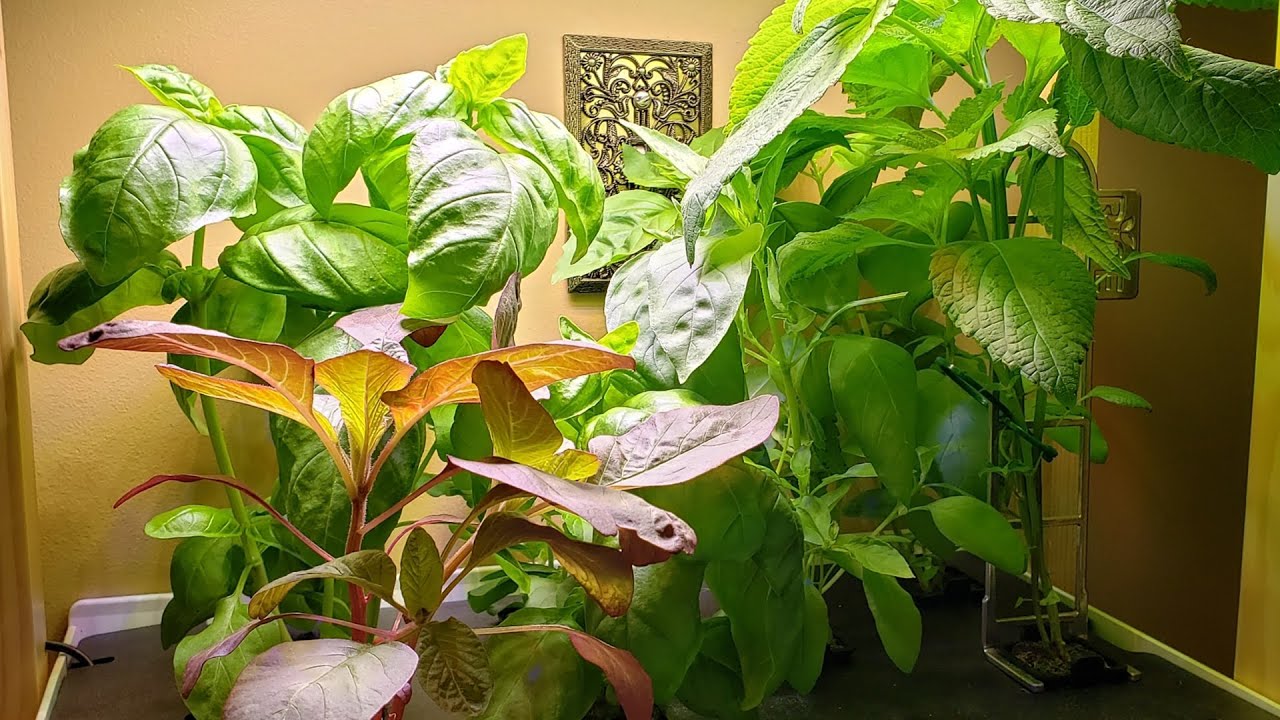Personal Rise Garden One Month Update