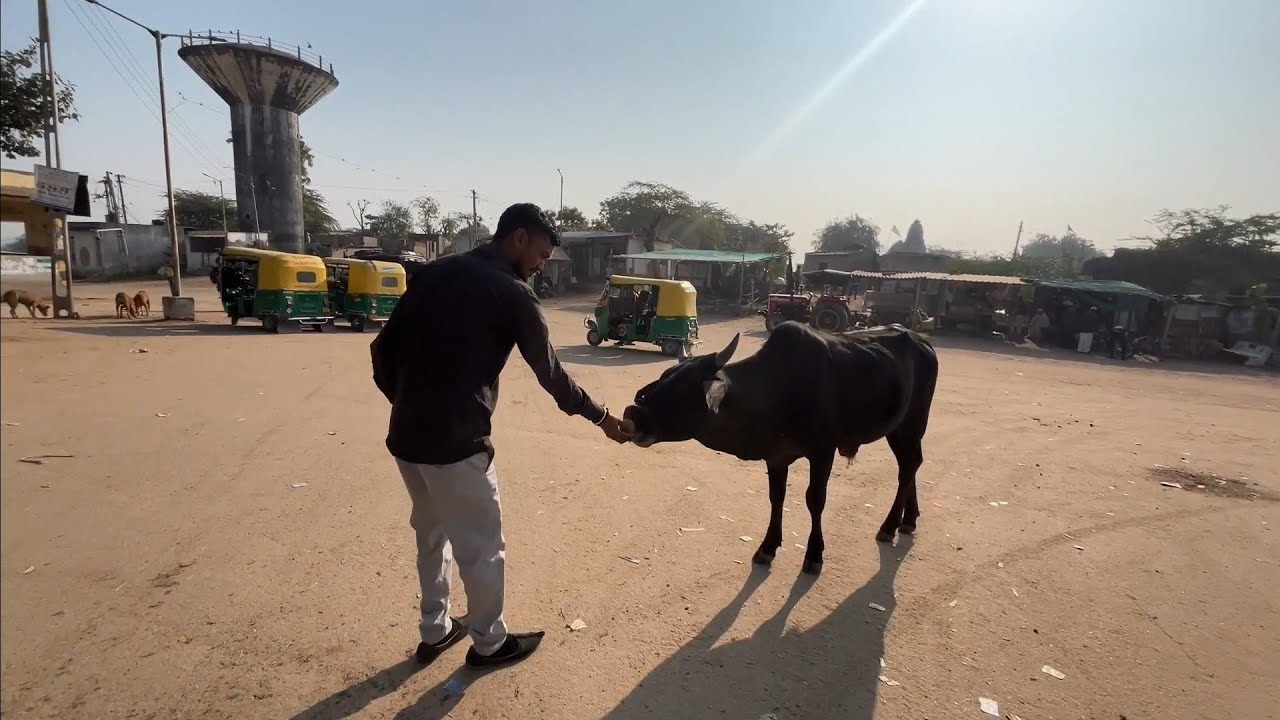 ઉતરાયણ દરમિયાન ગાય અને કૂતરા માટે લાડુ નું વિતરણ 🙏//vlog video//#trending #newvlog #viral #vlog 