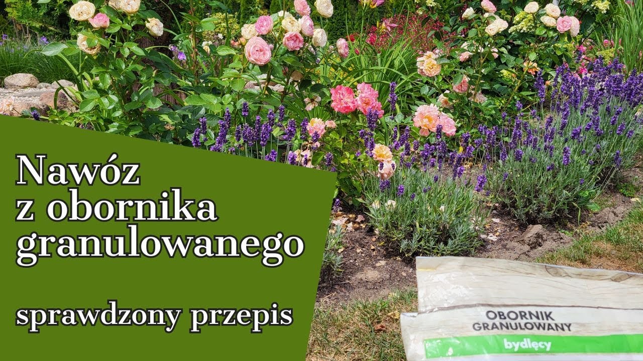 NAWÓZ Z OBORNIKA GRANULOWANEGO 💚💚💚 sprawdzony przepis 💚ROPUCHA  w ogrodzie !!!