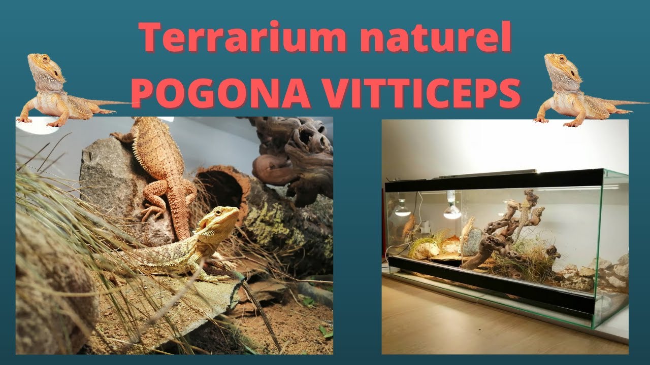 TERRARIUM NATUREL POUR POGONA VITTICEPS