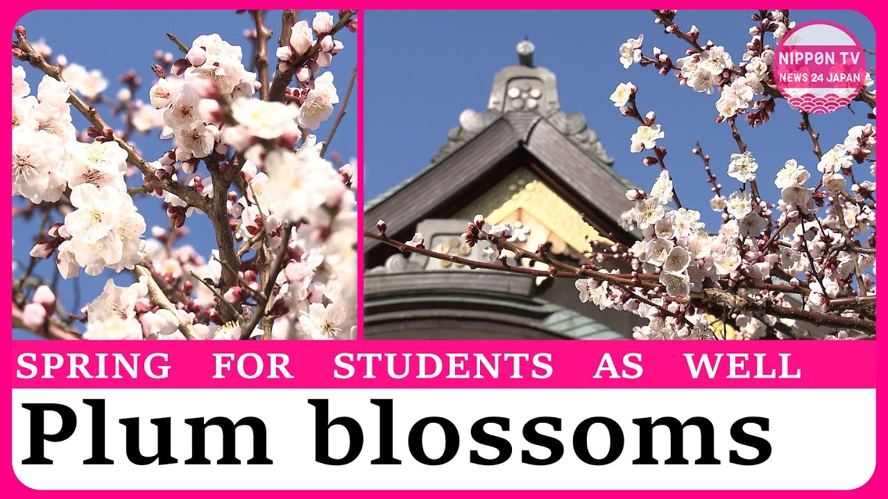 Plum blossoms color Tokyo shrine popular with exam students