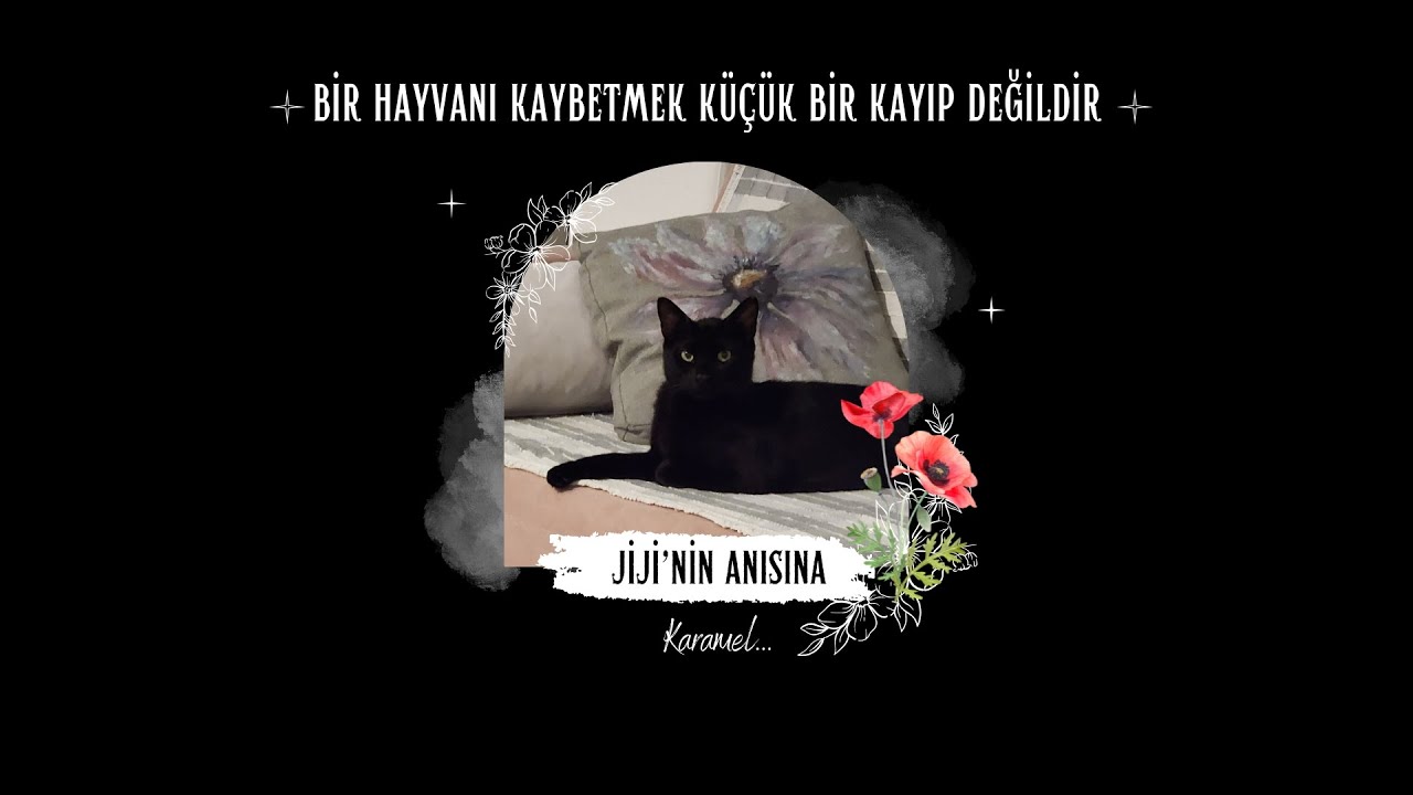 Can Dostumu Kaybettim… | Hayvan Kaybı ve Yas Süreci
