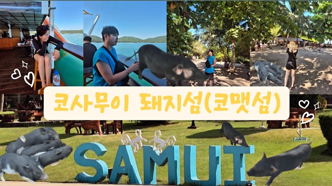 [허니문2탄] 분명 핑크 돼지로 알고 갔는데...?? 이게 무슨 일이죠?? 너무 귀엽잖아요?! #허니문 #태국여행 #코사무이 #돼지섬 #호핑투어 