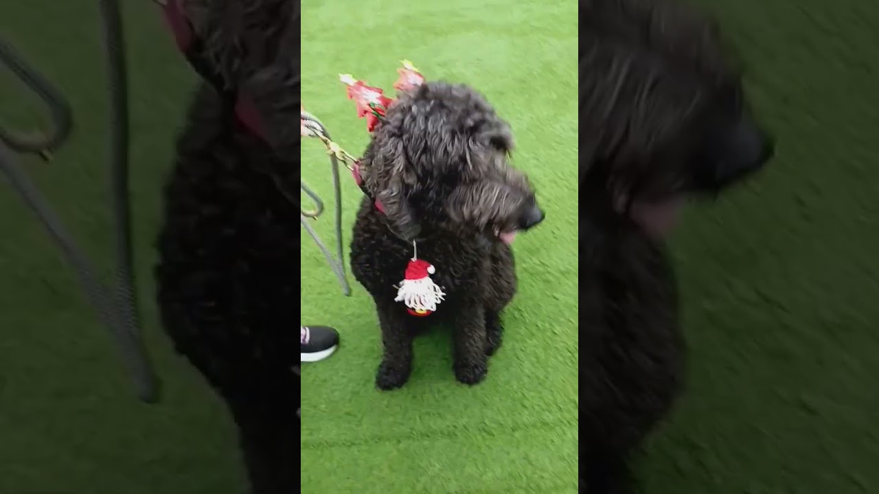 #ytshorts#doglovers#dogsparty#treatday#