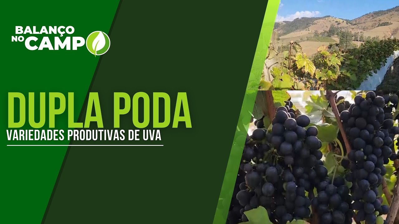 DUPLA PODA | VARIEDADES PRODUTIVAS DE UVA
