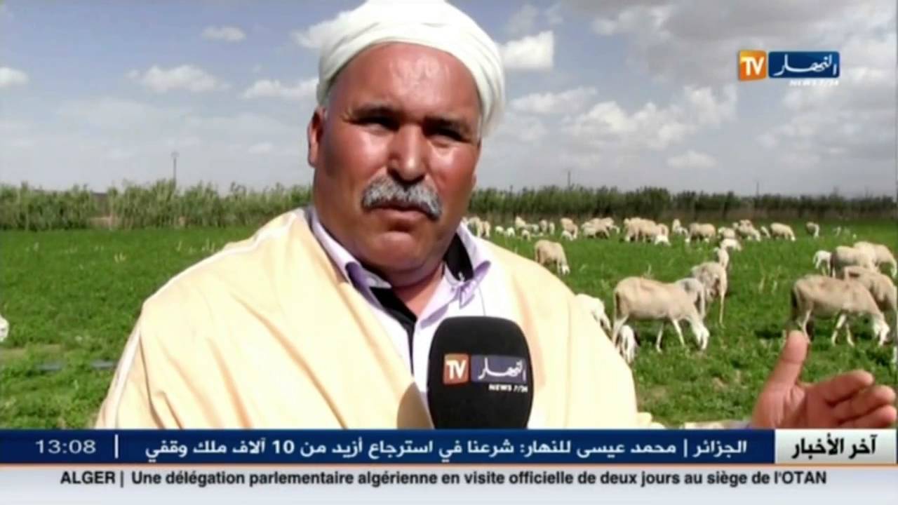 تبسة: عمارة.. التشبث بتربية الأغنام كمهنة أصلية لا تزول