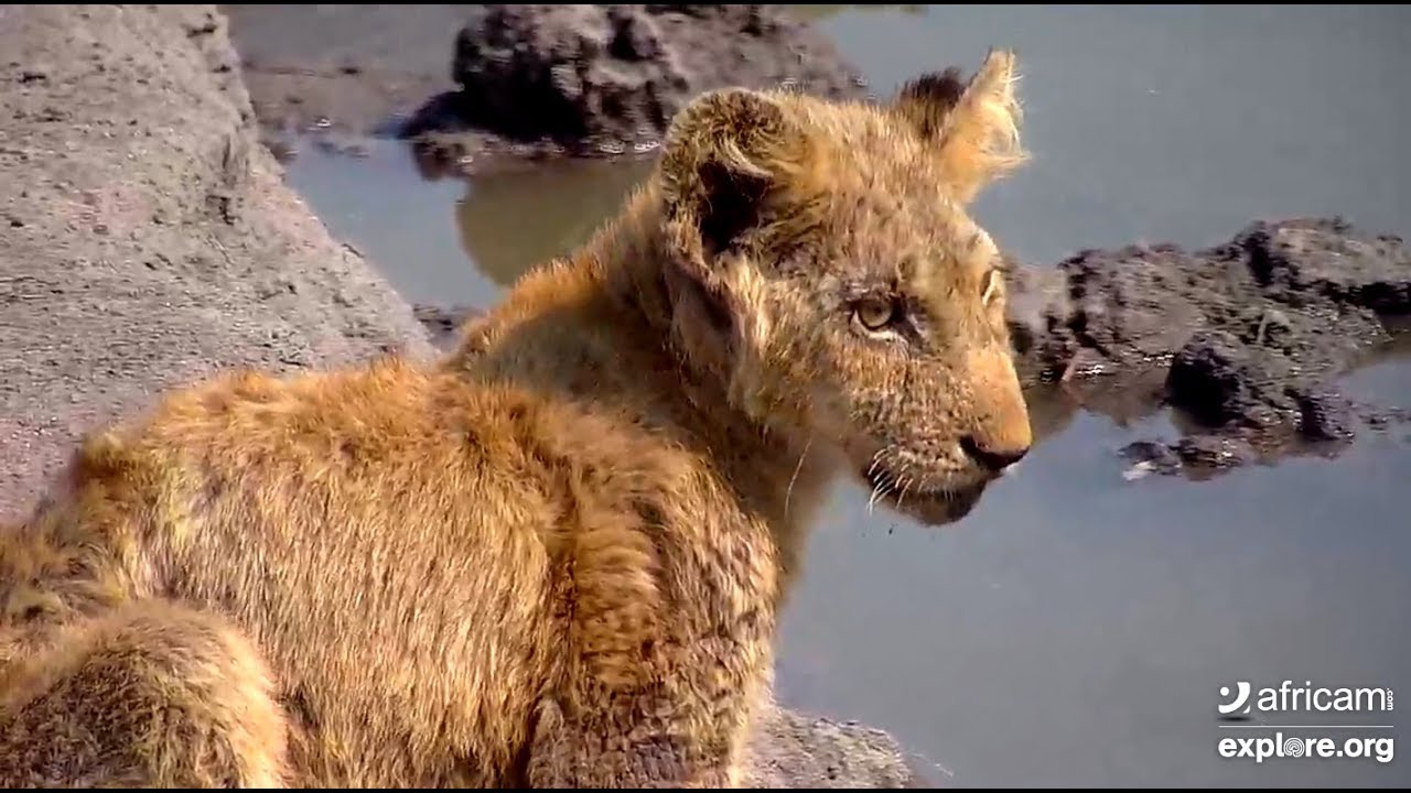 Sad little lost lion cub at Nkorho Bush Lodge. 06 August 2019