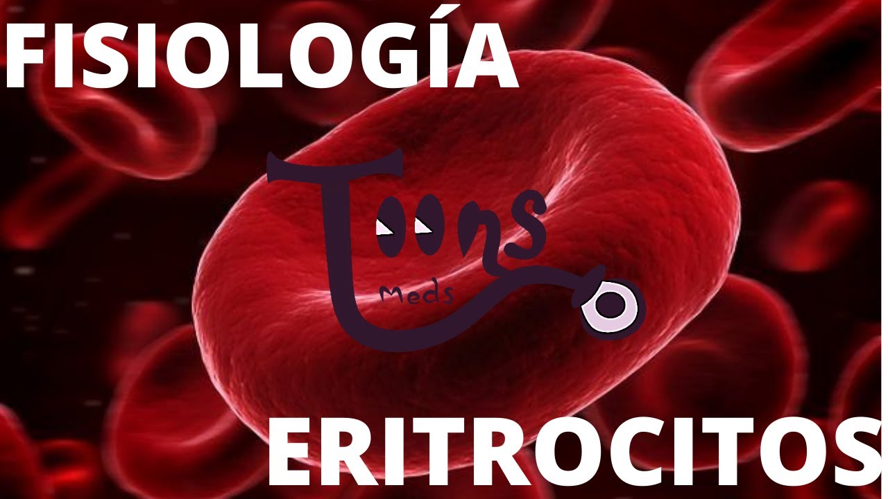 FISIOLOGíA:ERITROCITOS(Glóbulos Rojos) anatomía,fisiología,ciclo vital y eritropoyesis.