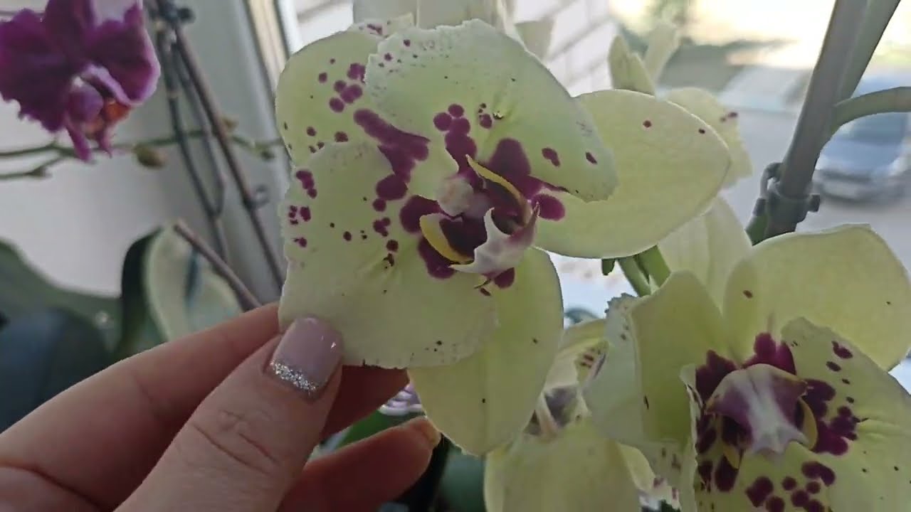 Мои орхидейные подоконники! Что-то цветёт, что-то отцветает, а некоторые растят цветоносы!