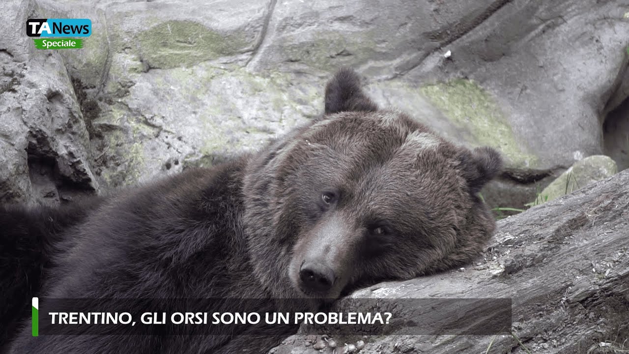 Trentino, gli orsi sono un problema? L'intervista a Massimo Vitturi (LAV)