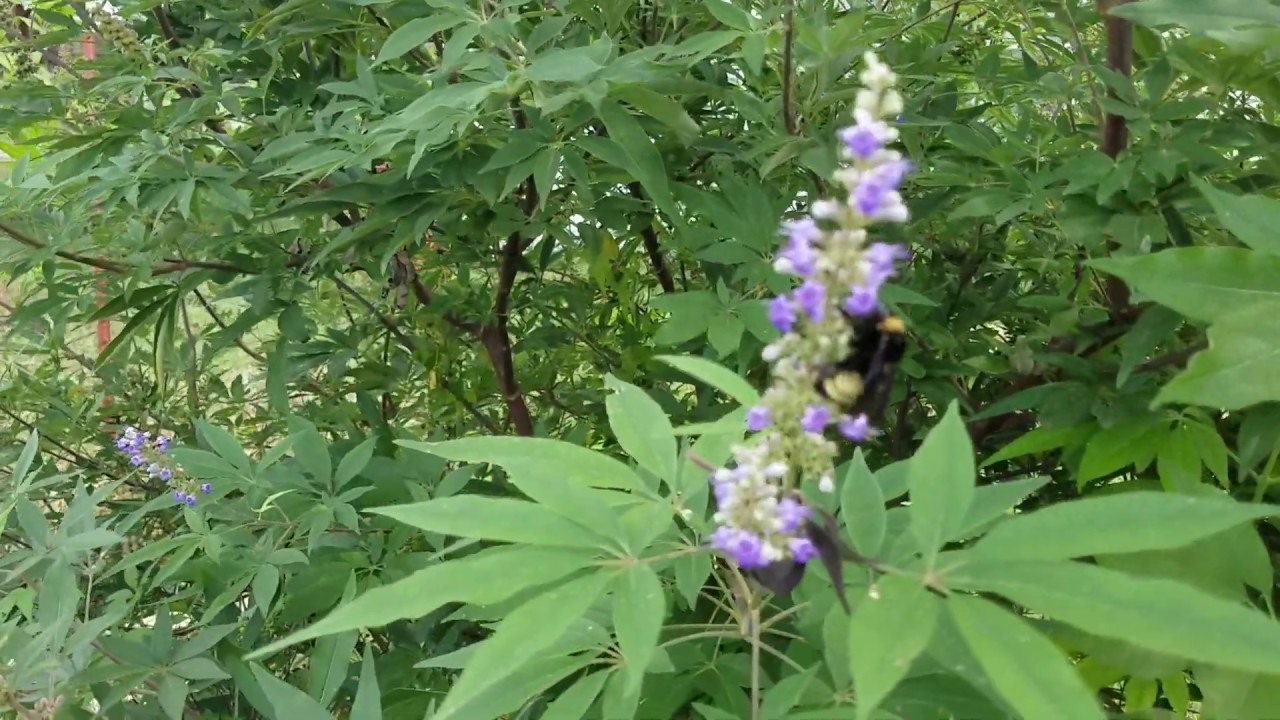 Vitex Chaste Tree Pollinators in the Fall